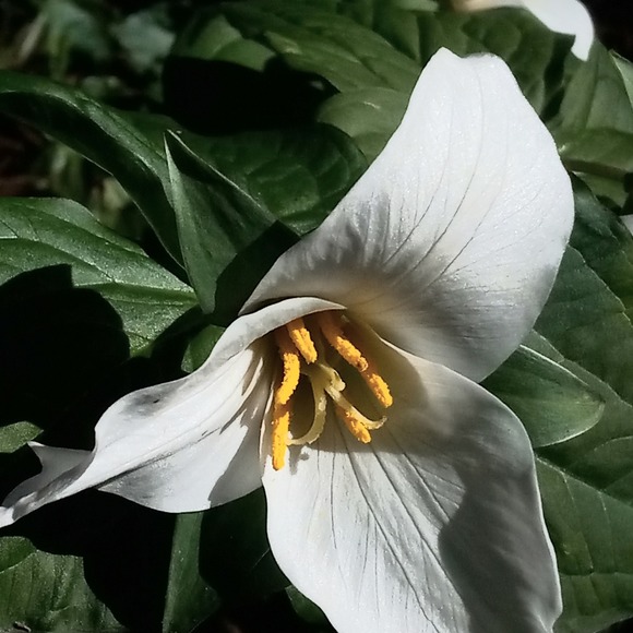 Meet your Posher, Kalani - Picture 1 of 1